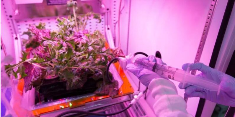 veggie Veggie: @NASA