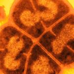 Deinococcus radiodurans